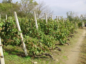 Uzgoj vinove loze u par rijei
